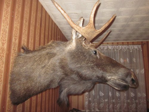 Лосик.