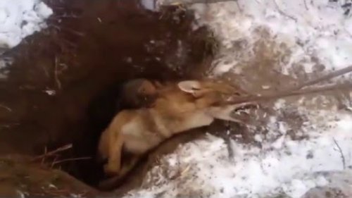 Jagd против фокстерьера