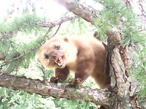 Соболев.
