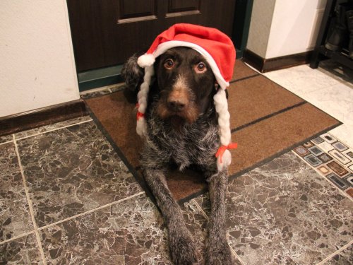 С Новым Годом !
