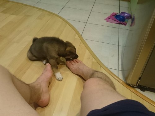 Щенок