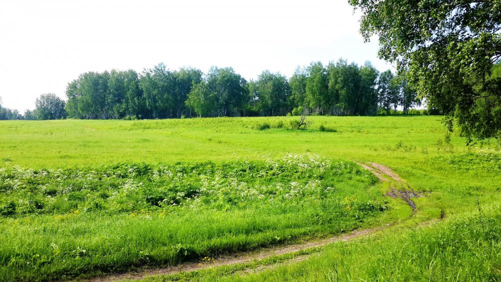 В гостях у летней сказки....