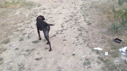 Что будет Если Курцхаар найдет Ежа