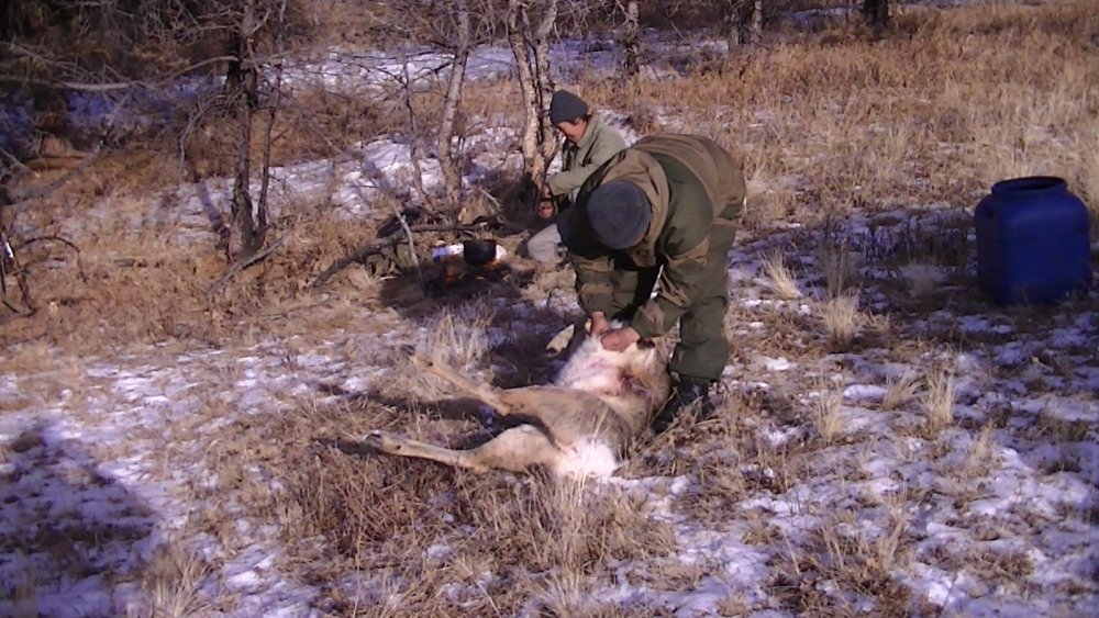 хороший самец