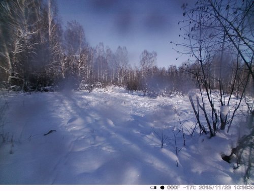 Кого это поймала фотоловушка? Помогайте!