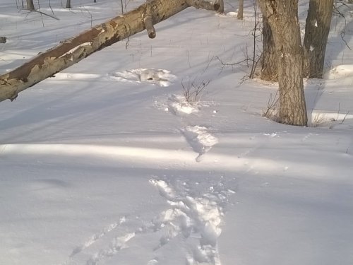 русак