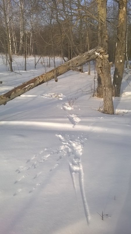 русак