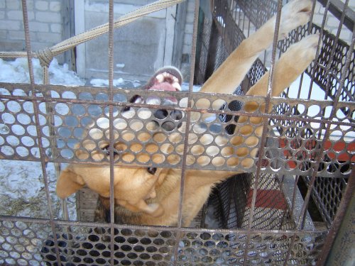 Зимовка Заливай