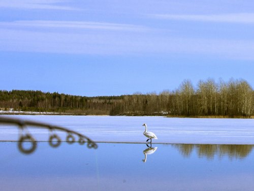 Лебедь.