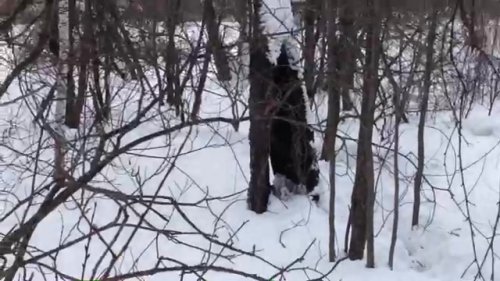 Кабанчики