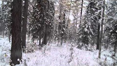 Промысел. охота в дикой тайге. 2016