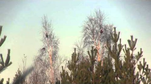 Тетерева на березах