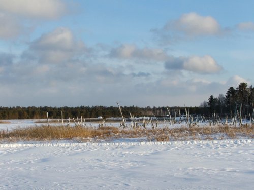 Боры Алтая