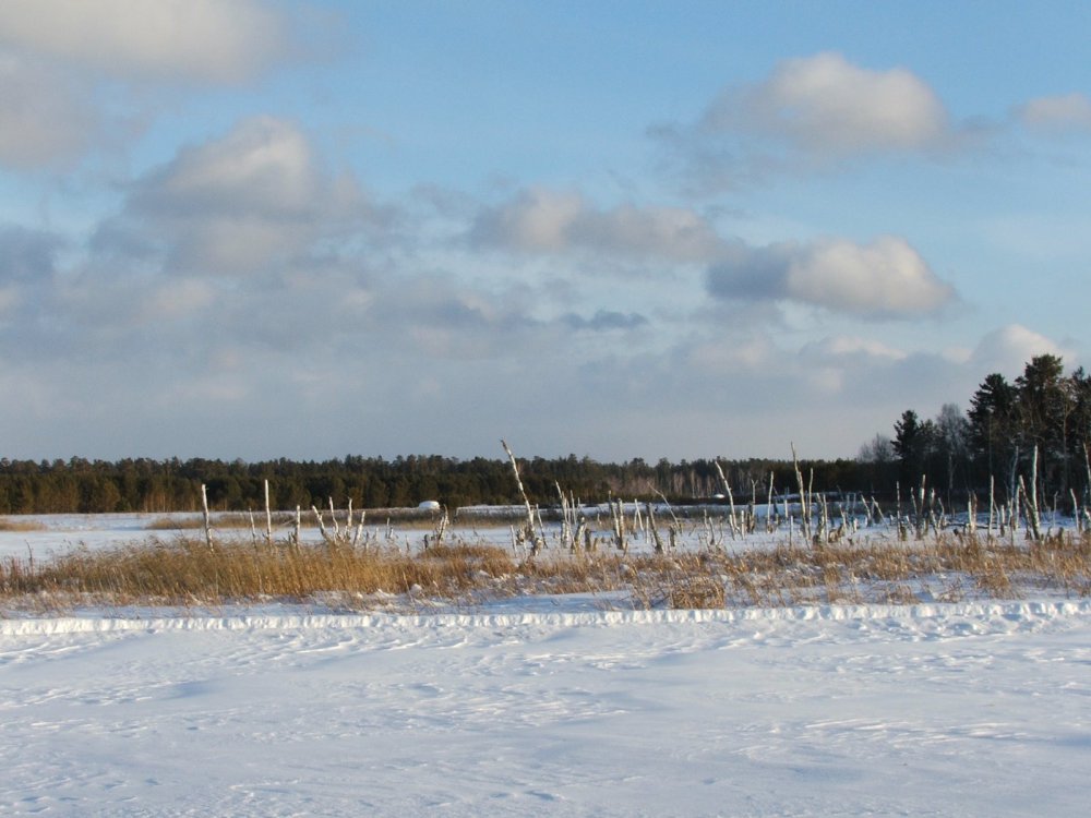 Боры Алтая