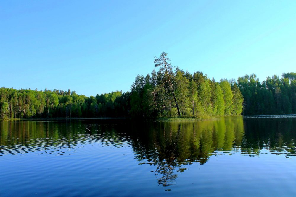 Лесное озерко.