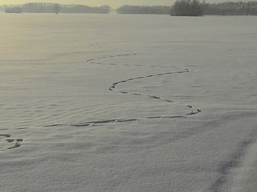Лисий нарыск
