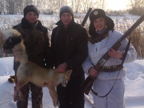 На лису загоном)