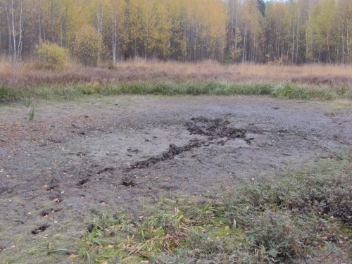 Кабан купался
