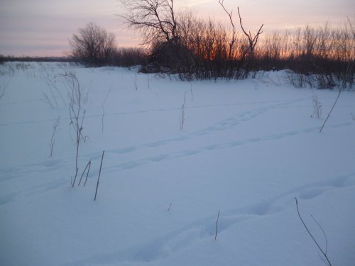 Косачи натопали
