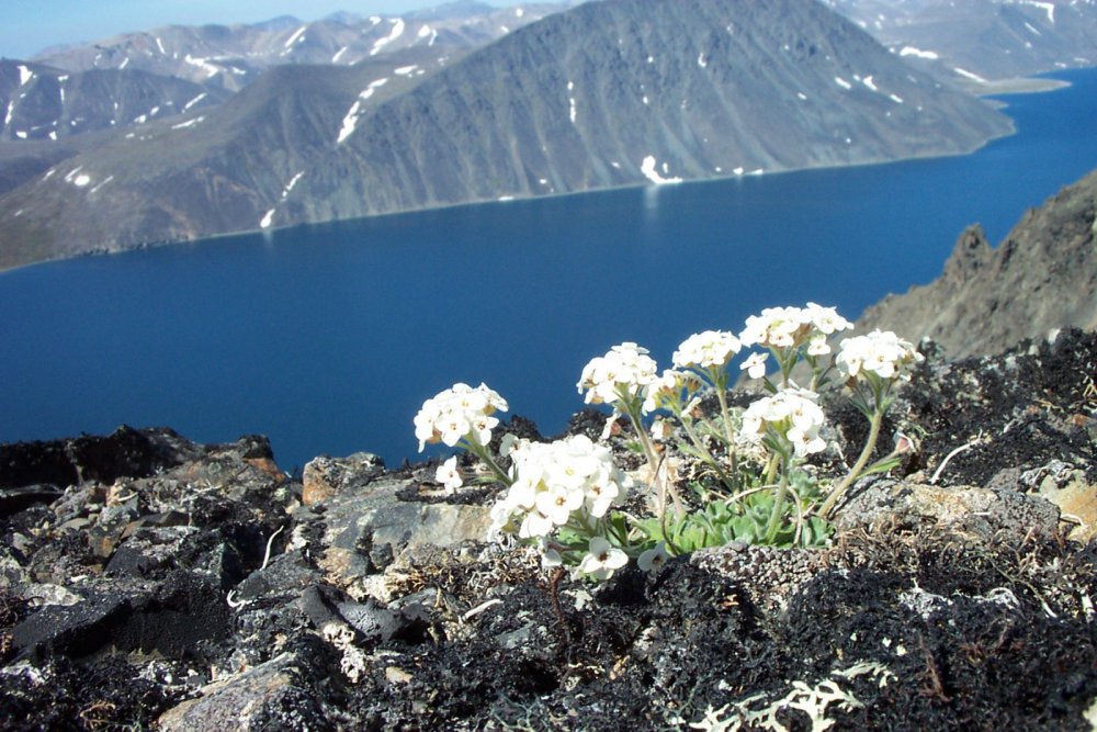 красота