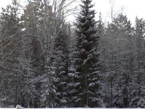 Ель