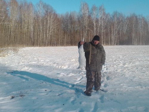 Попался косой