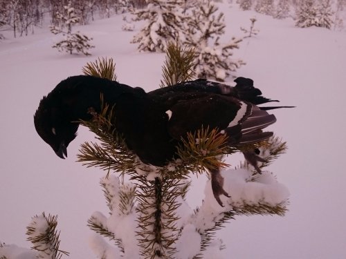 Новогодний подарок