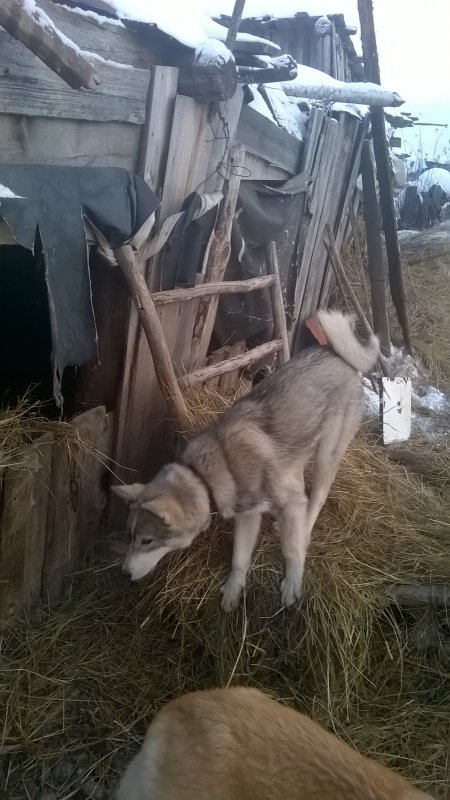 мой пес