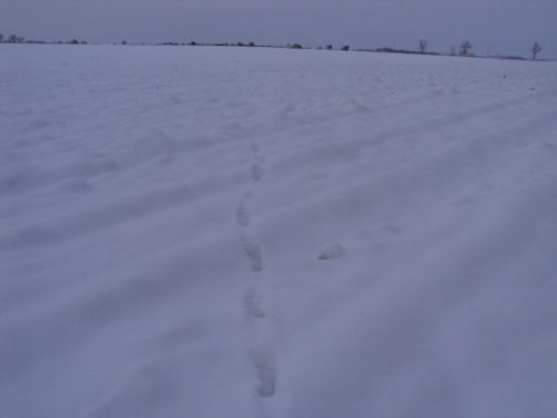 Ходовая охота на лису вечером.