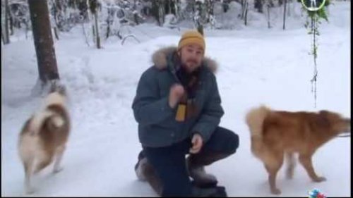 Финский шпиц