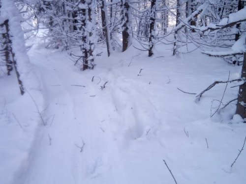 не дают сохатому покоя