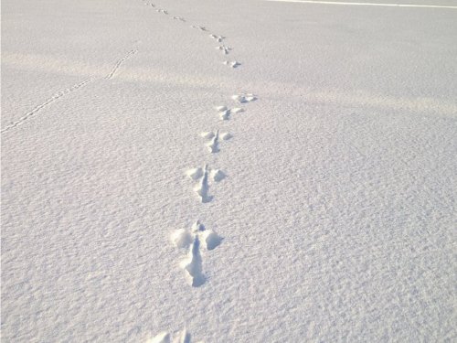 Самэц! ))