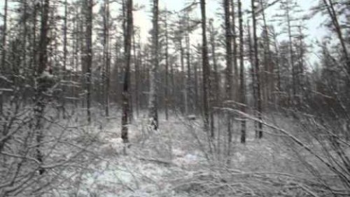 Токует каменный глухарь