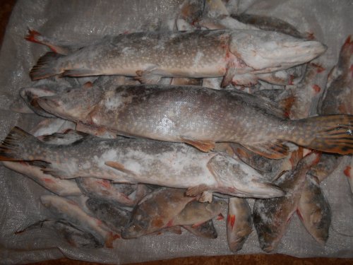 Молчановские щуки