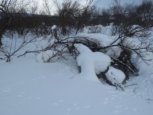 В кущерях)
