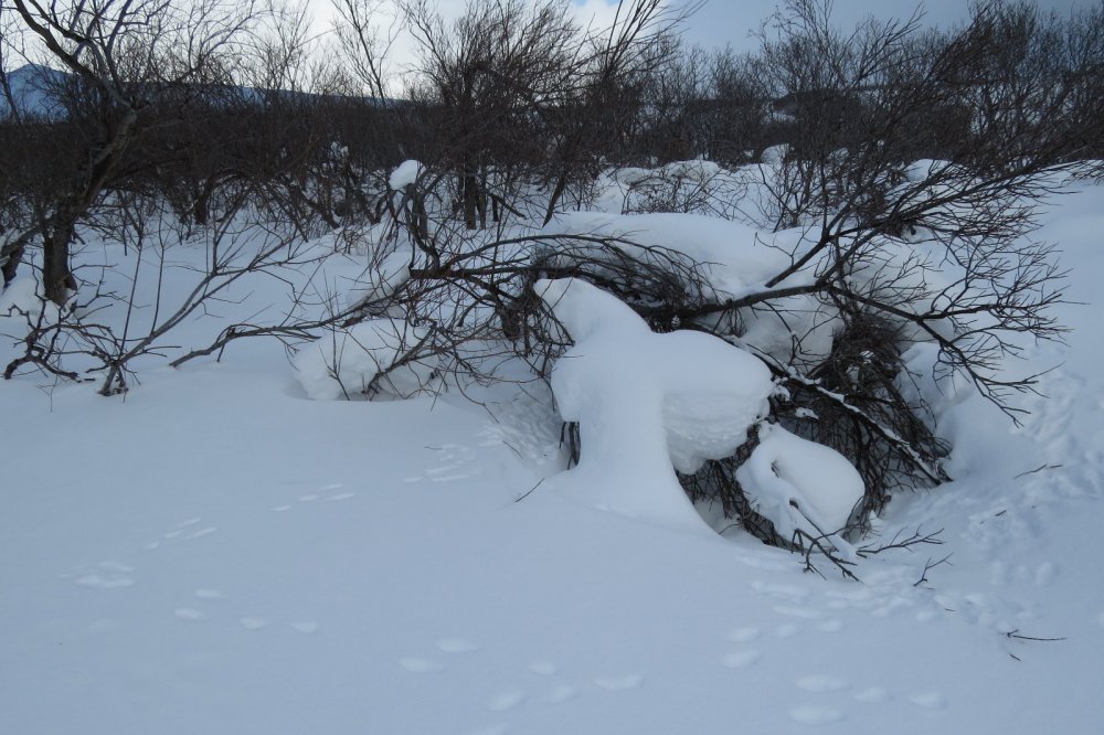 В кущерях)