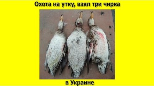 Охота на утку  взял три чирка