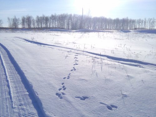 зайчишка поскакал