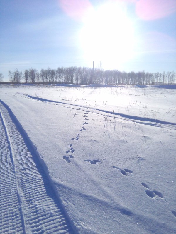 зайчишка поскакал