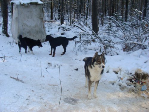 три собаки