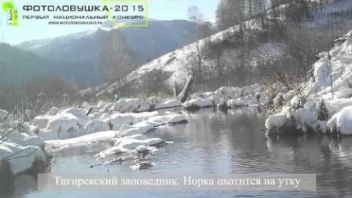 Итоговый ролик Первого Национального конкурса "Фотоловушка-2015"