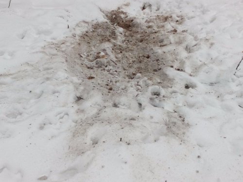 1 год солонцу, 6 января 2016.