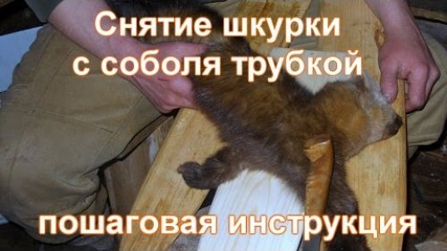 Снятие шкурки с соболя трубкой (с огузка), пошаговая инструкция