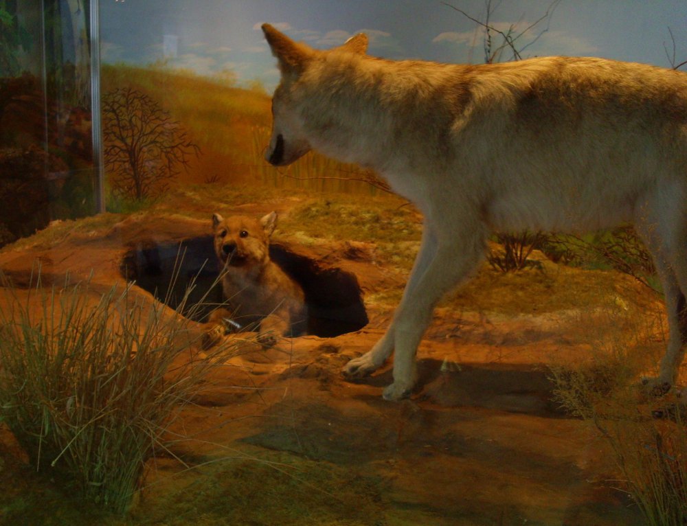 Логово.