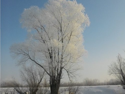 Хрустальное дерево!!!