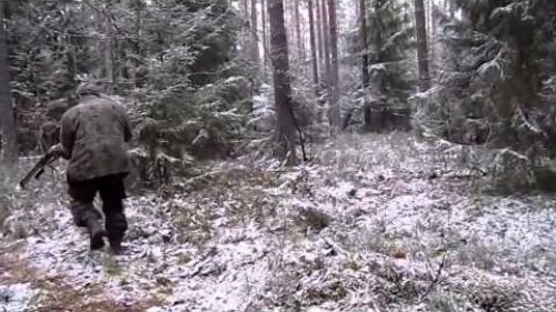 Досадный промах на охоте (slip on the hunt)
