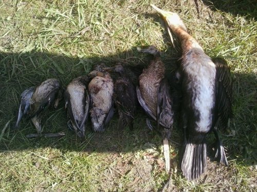 была перехвачена и добыта вражеская Эскадрилья сопровождающая бомбандировщик