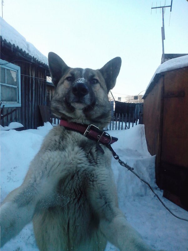 селфи))