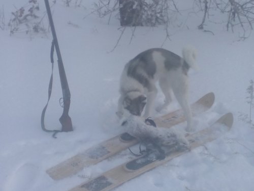 и опять удача тайги