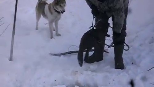 Охота на бобра 2016